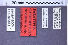 Etiketten zu Cardiophorus frequens (Platia & Gudenzi, 2002) (NHMW-ZOO-COL-0006841)